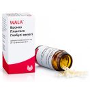 Бронхо Плантаго Глобулі Велаті гранули 20 г foto 1